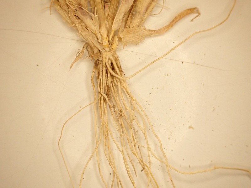 False Buffalograss photo 2