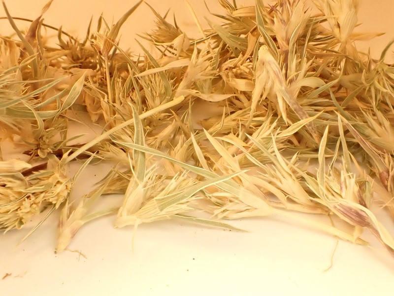 False Buffalograss photo 3