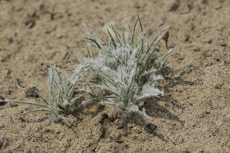 False Buffalograss photo 3