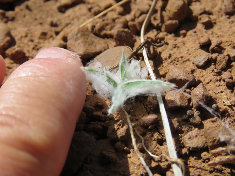 False Buffalograss photo 5