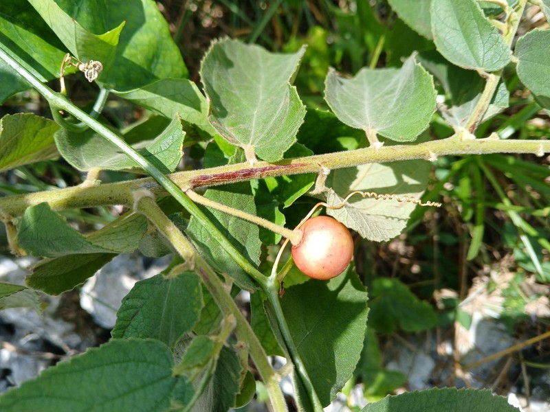 Strawberrytree photo 5
