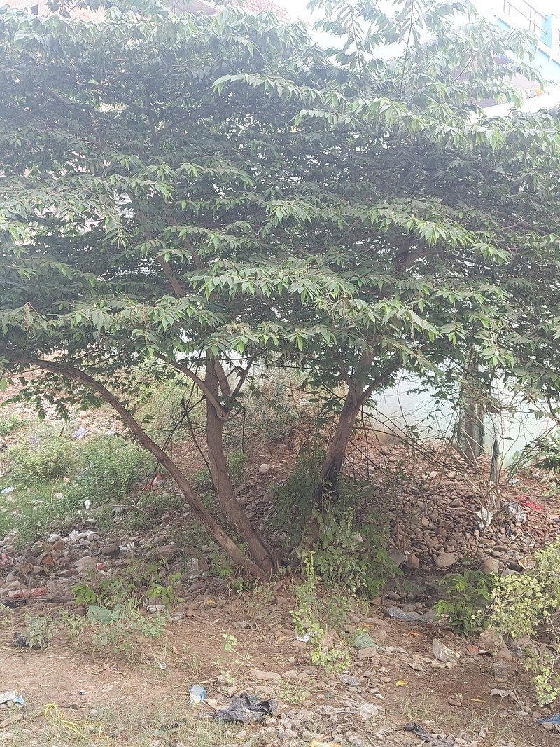 Strawberrytree photo 2
