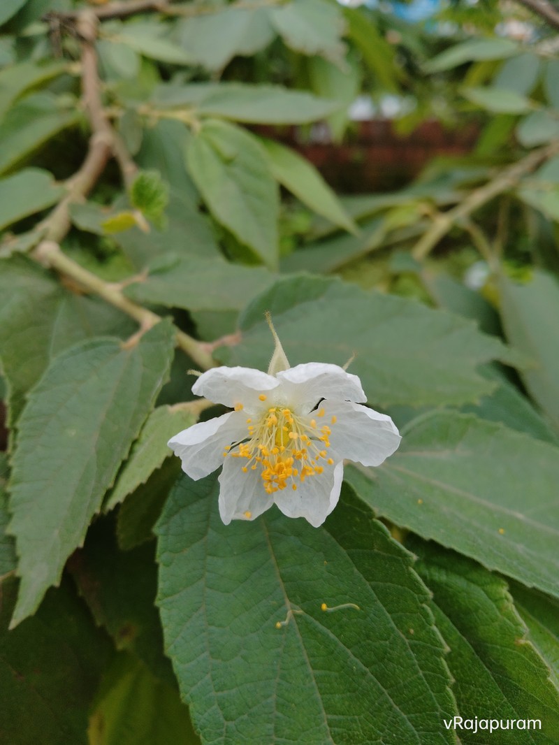 Strawberrytree photo 3