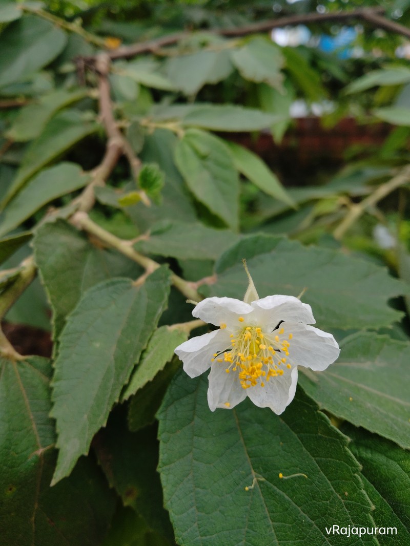 Strawberrytree photo 4