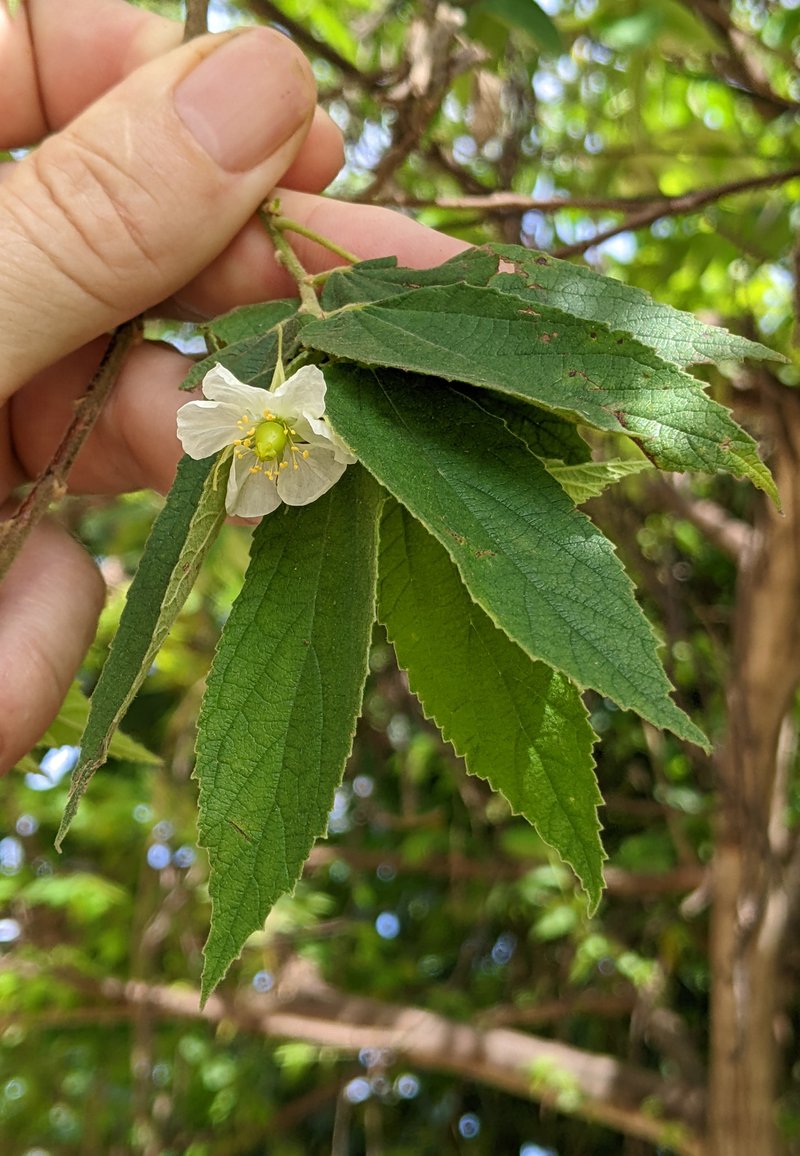 Strawberrytree photo 7
