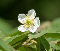Strawberrytree