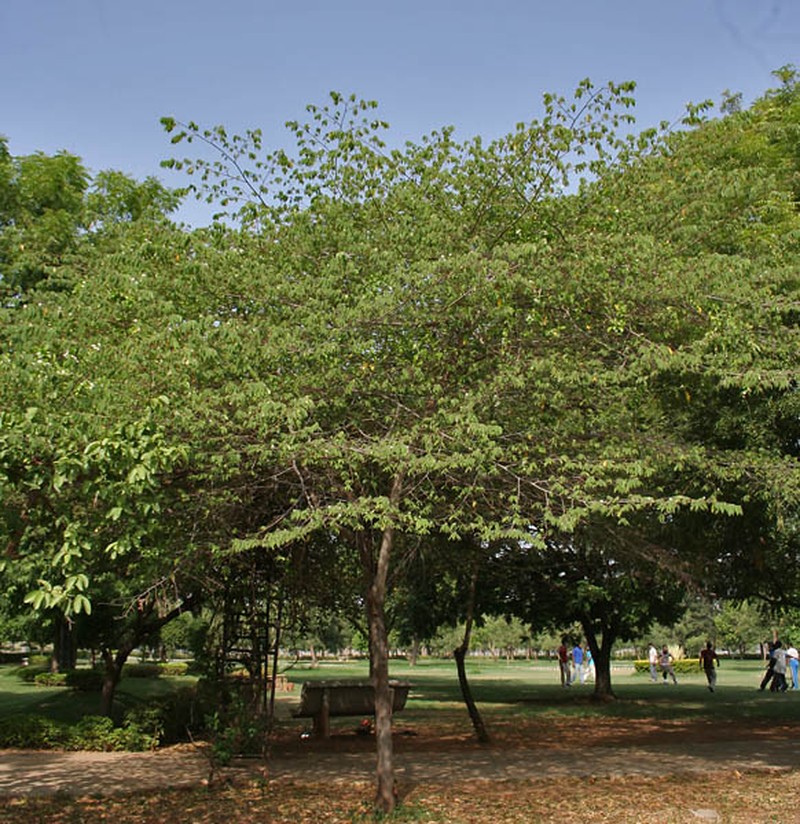 Strawberrytree photo 8