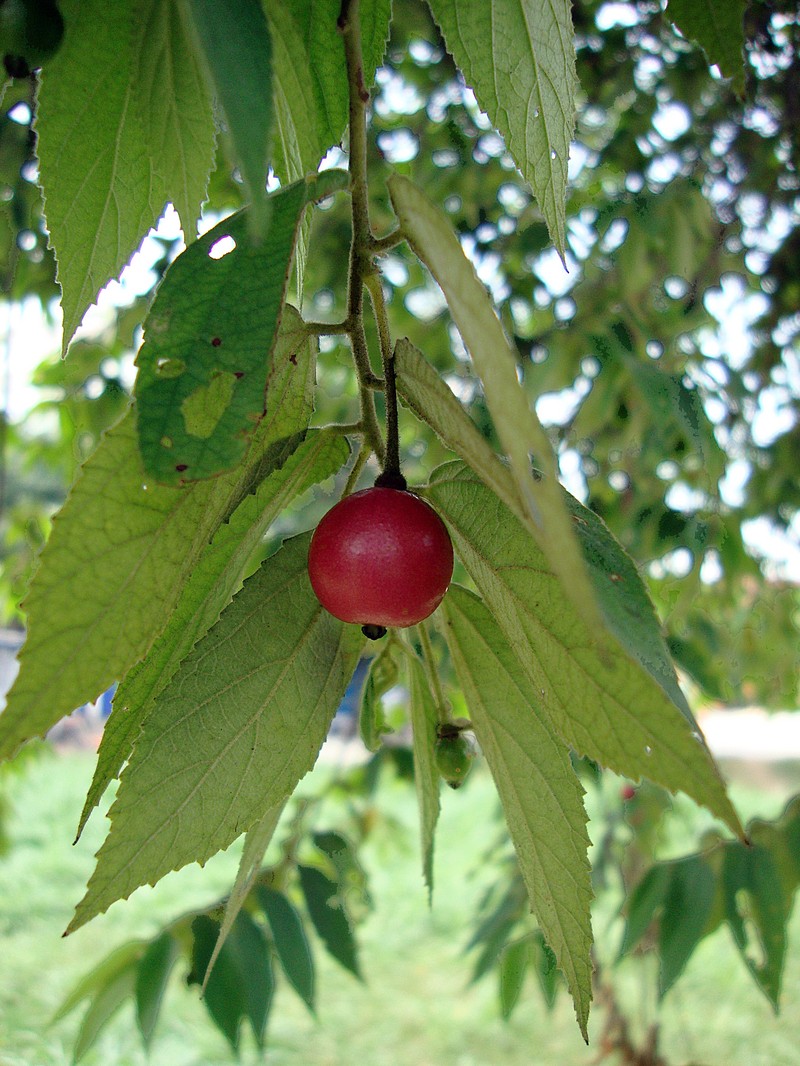 Strawberrytree photo 9