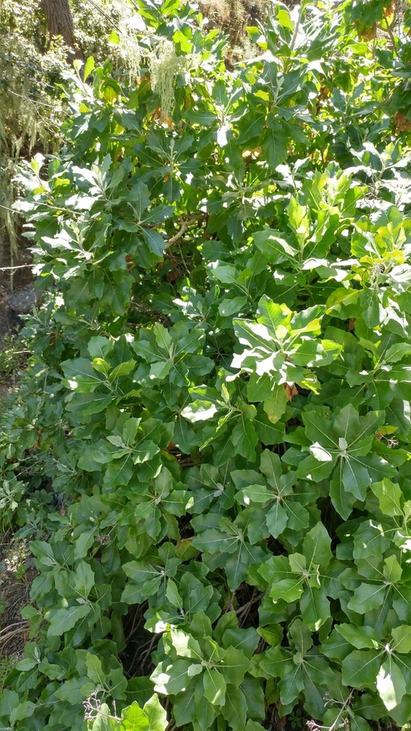 Blair's Wirelettuce photo 7