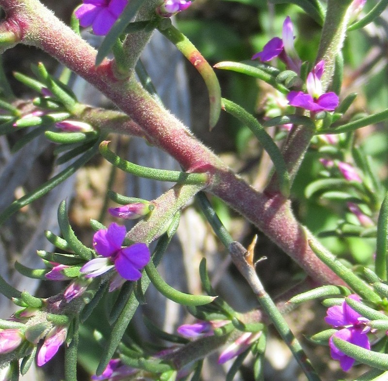 Muraltia ericoides