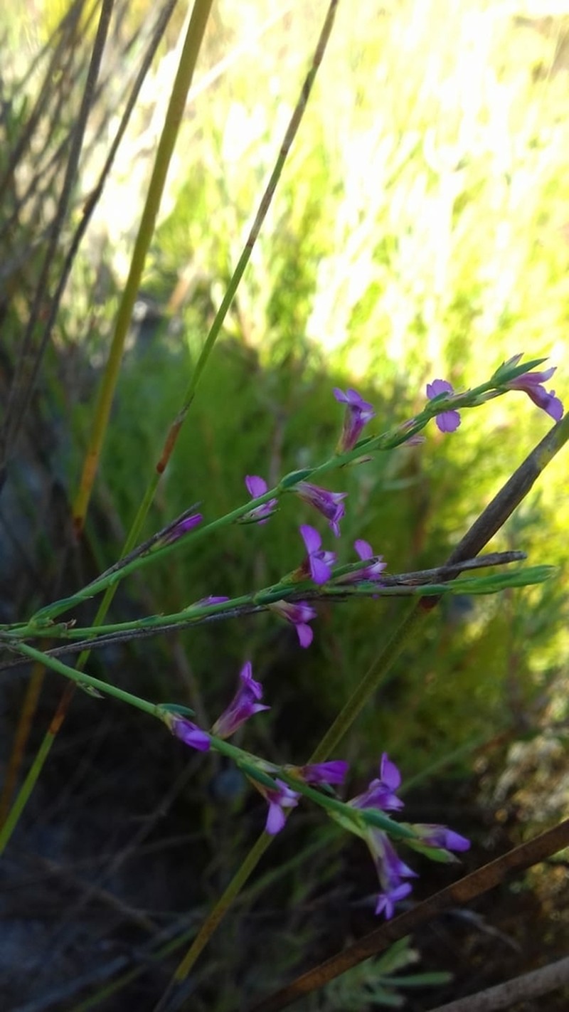 Muraltia ericoides photo 2