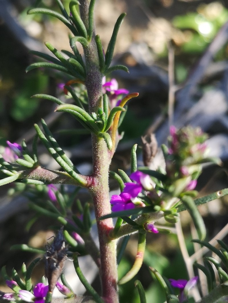Muraltia ericoides photo 3