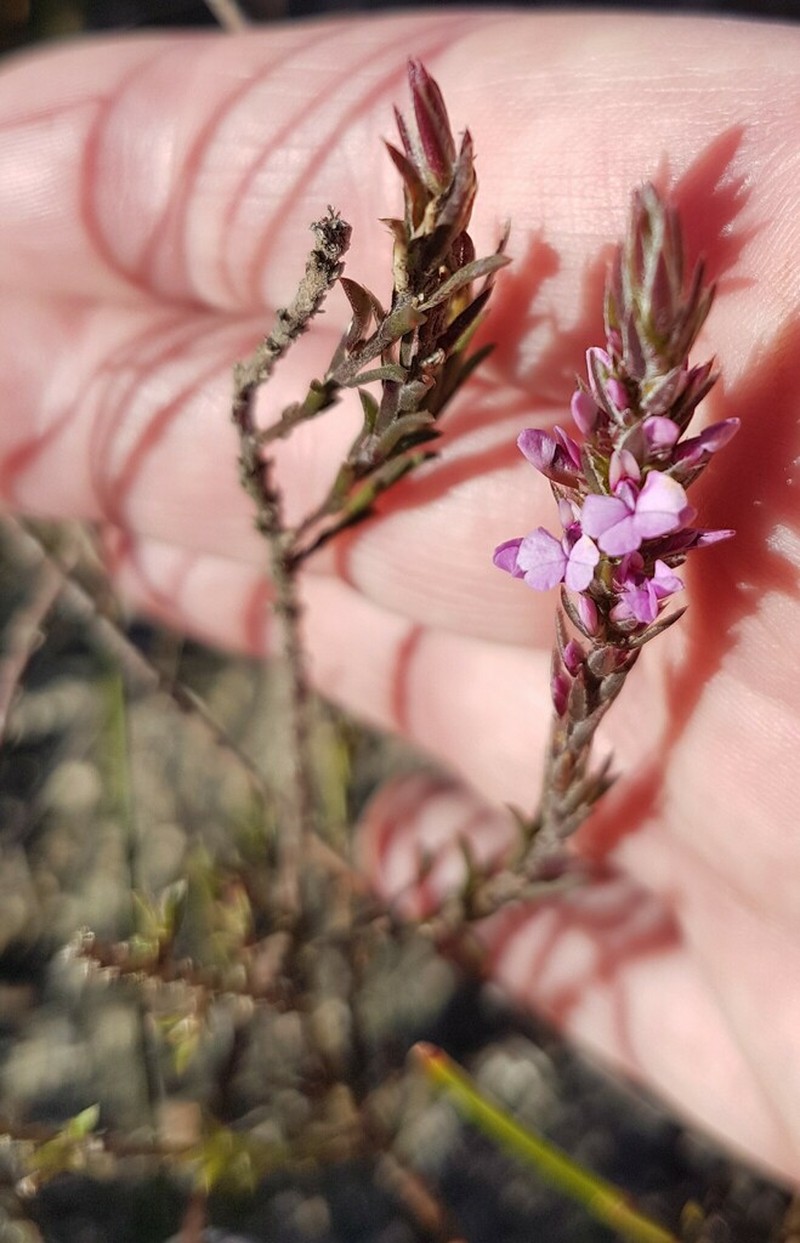 Muraltia ericoides photo 4