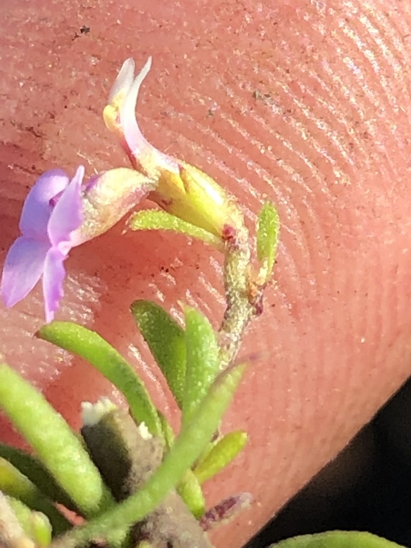 Muraltia ericoides photo 5