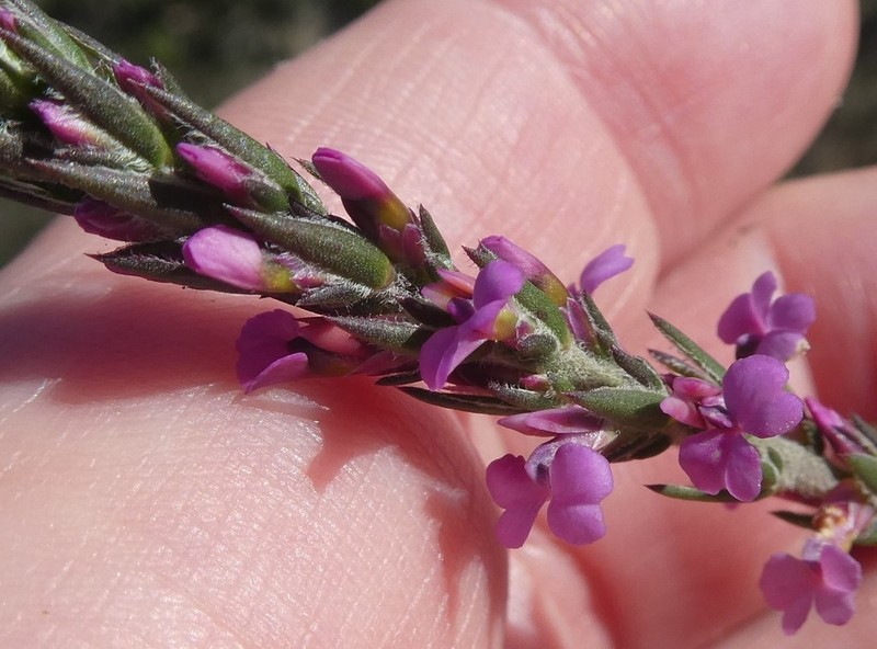 Muraltia ericoides photo 6