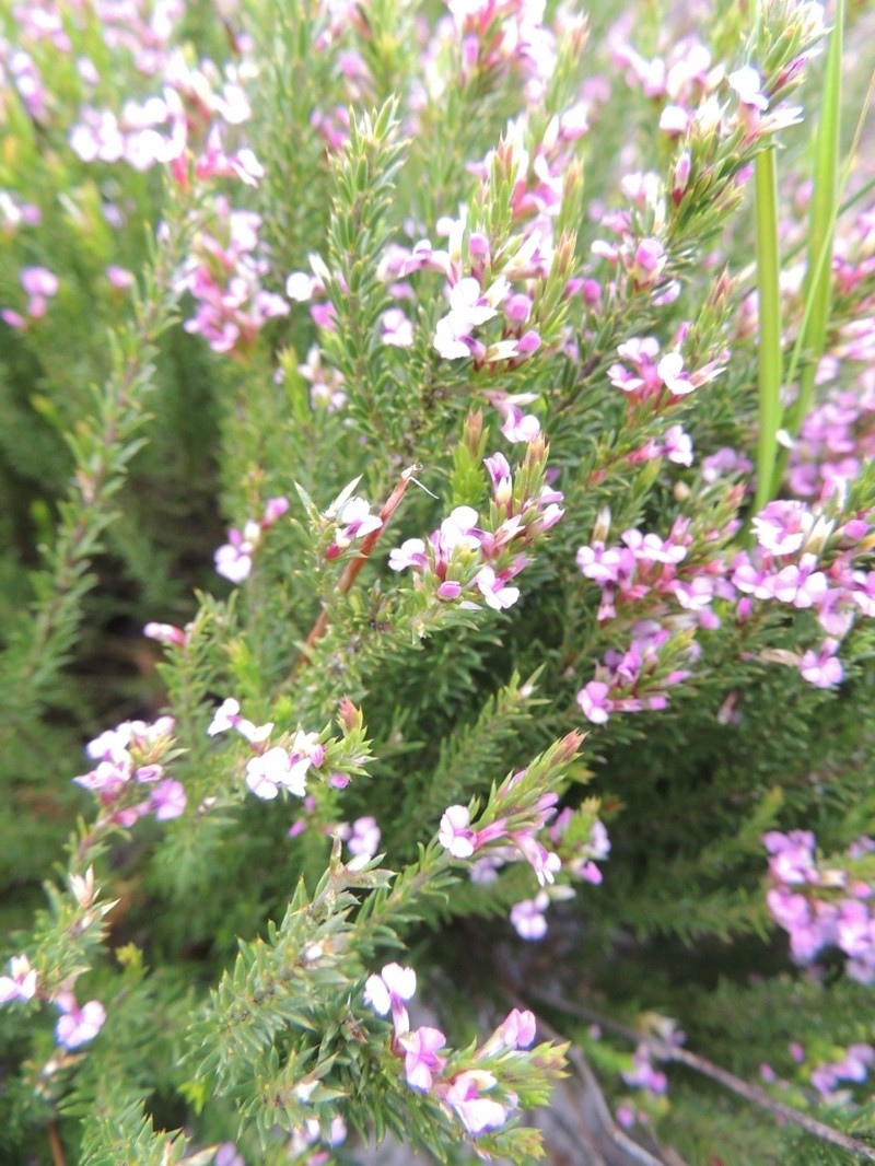 Muraltia ericoides photo 7
