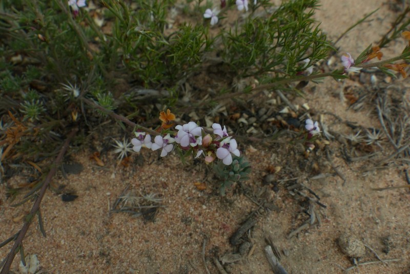 Muraltia ericoides photo 8