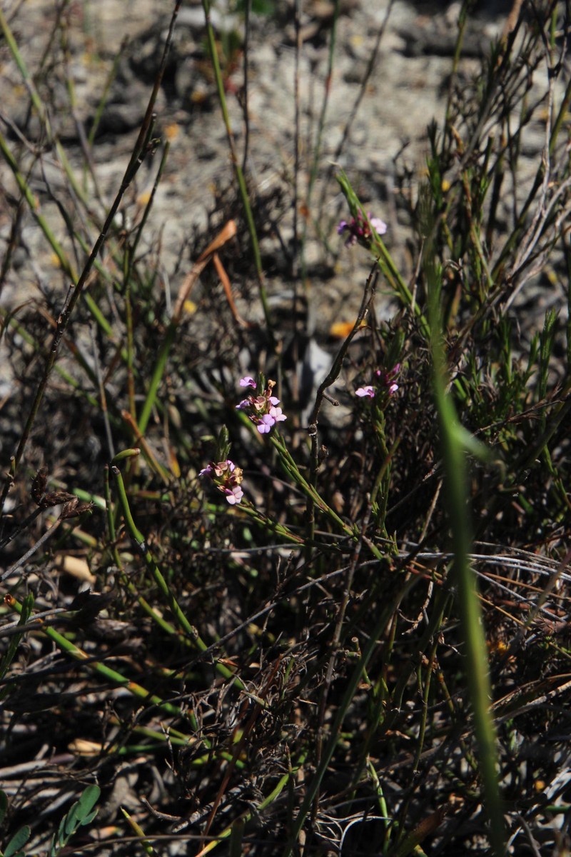 Muraltia filiformis var. filiformis