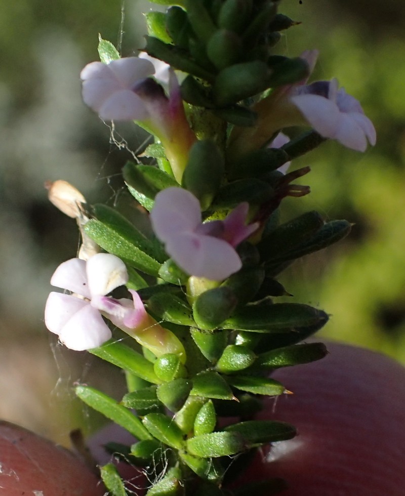 Muraltia saturejoides var. saturejoides