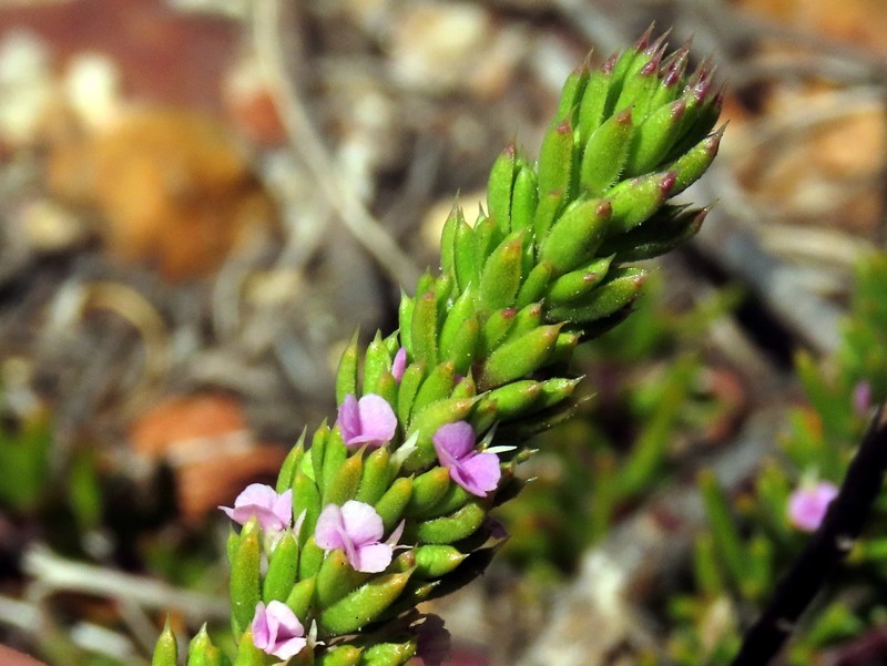 Muraltia saturejoides var. saturejoides photo 2