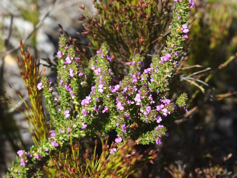 Muraltia saturejoides var. saturejoides photo 3