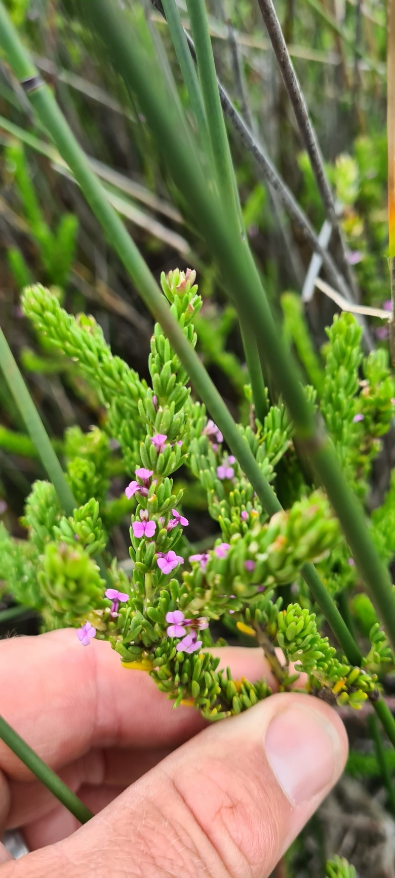 Muraltia saturejoides var. saturejoides photo 4