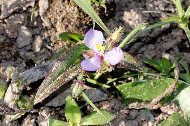 Murdannia engelsii photo 2