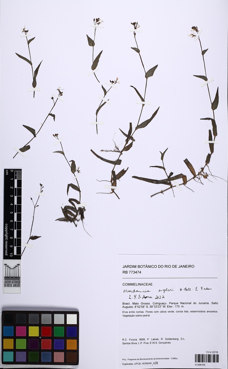 Murdannia engelsii photo 3