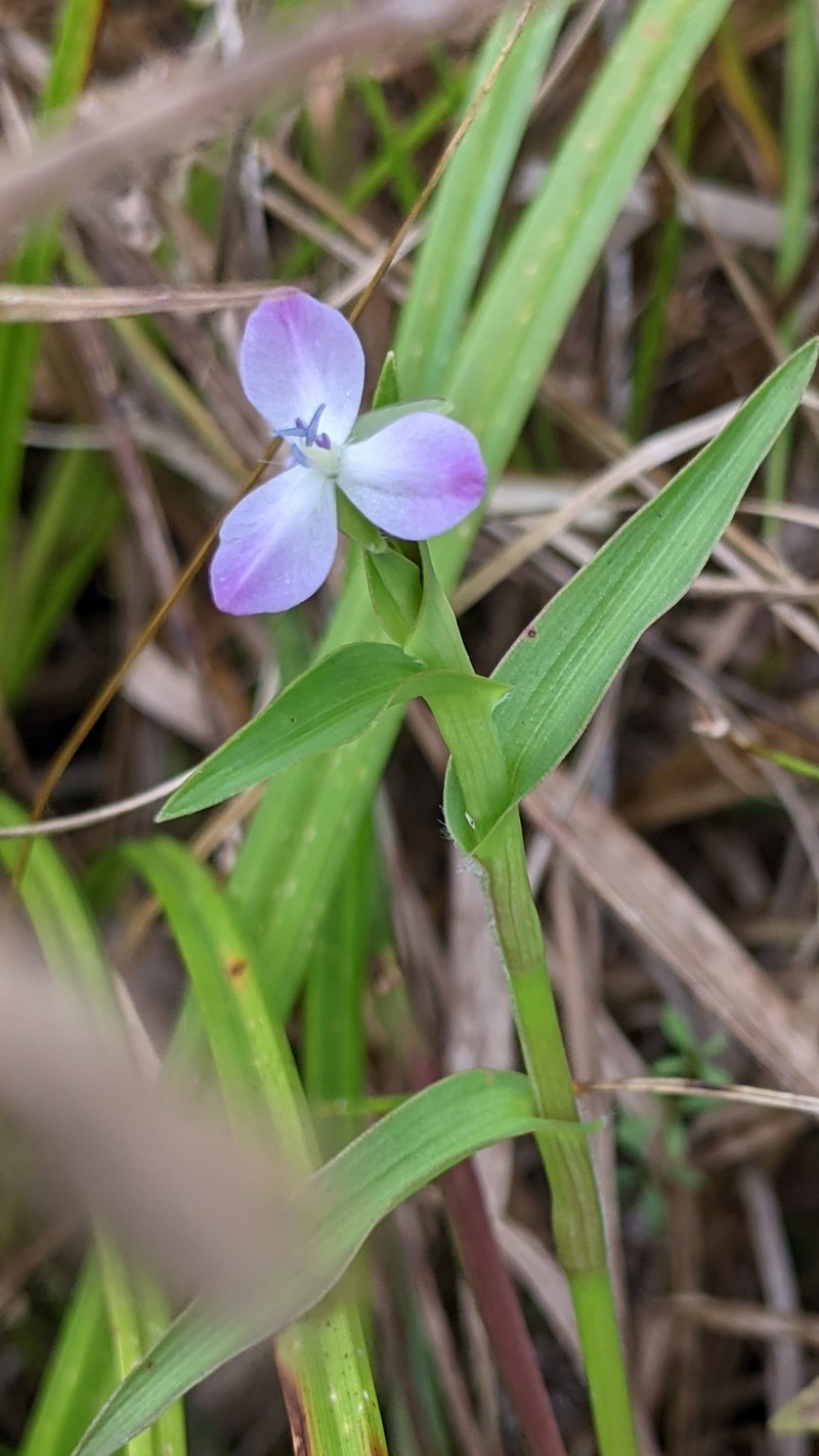 Wartremoving Herb