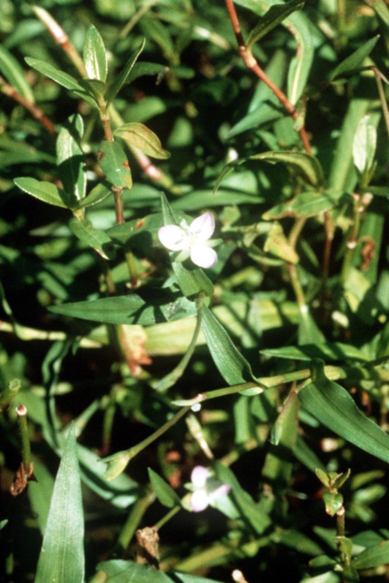 Wartremoving Herb photo 4