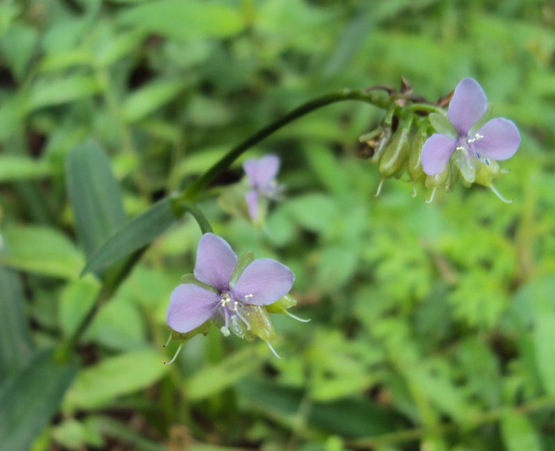 Murdannia loriformis