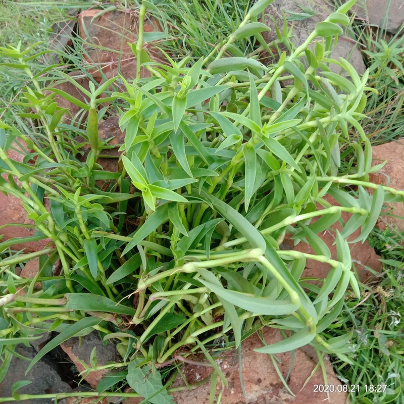 Nakedstem Dewflower photo 2