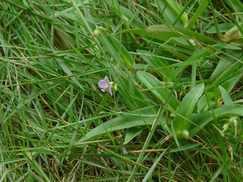 Nakedstem Dewflower photo 5