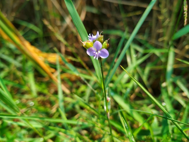 Nakedstem Dewflower photo 6