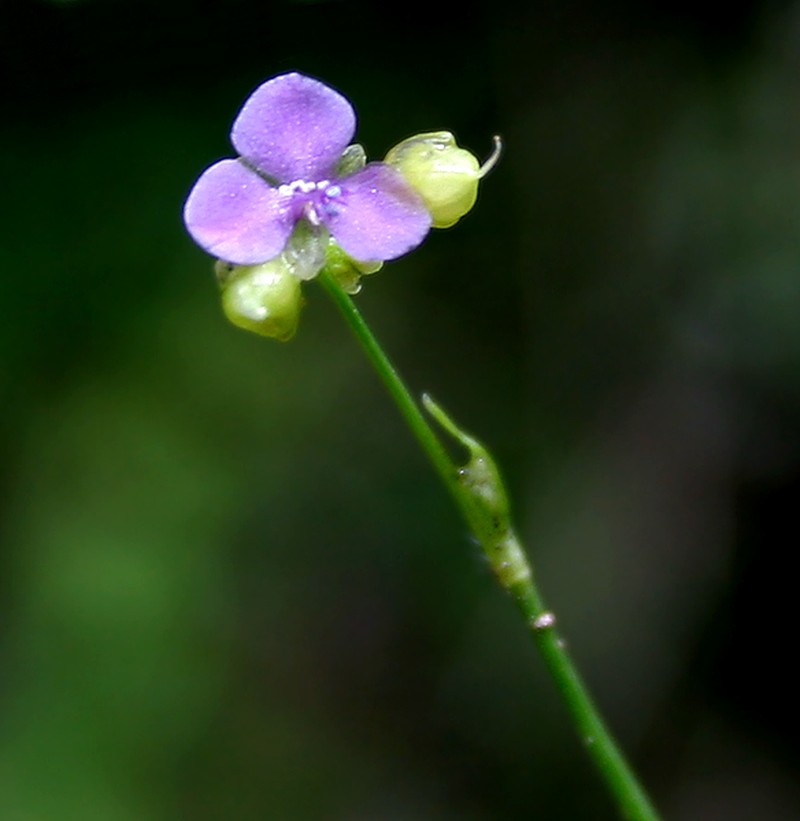 Nakedstem Dewflower