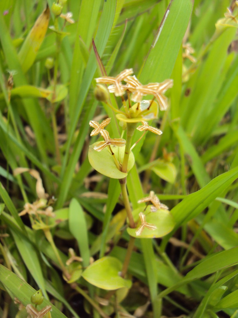 Nakedstem Dewflower photo 9