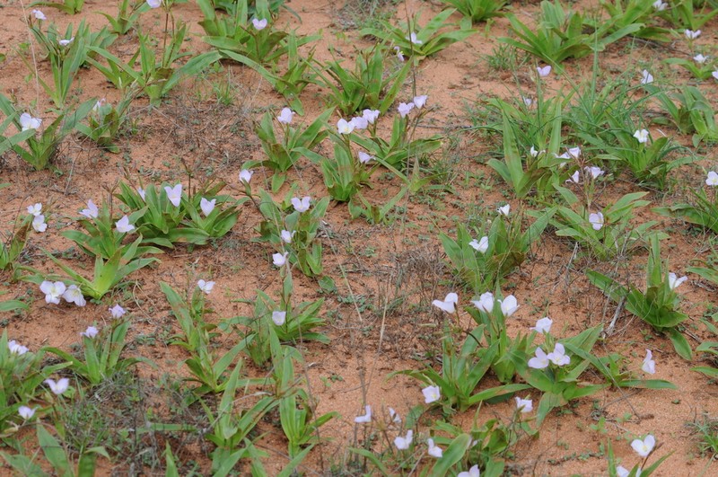 Murdannia sepalosa