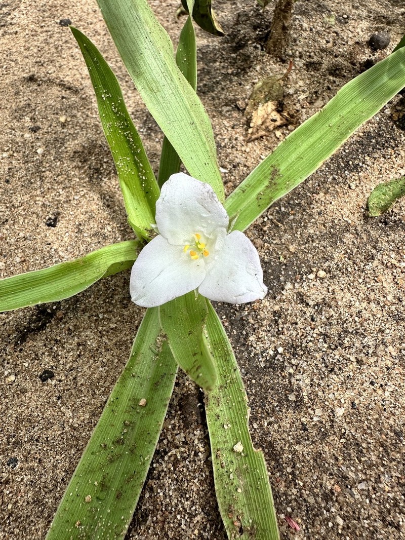 Murdannia sepalosa photo 3