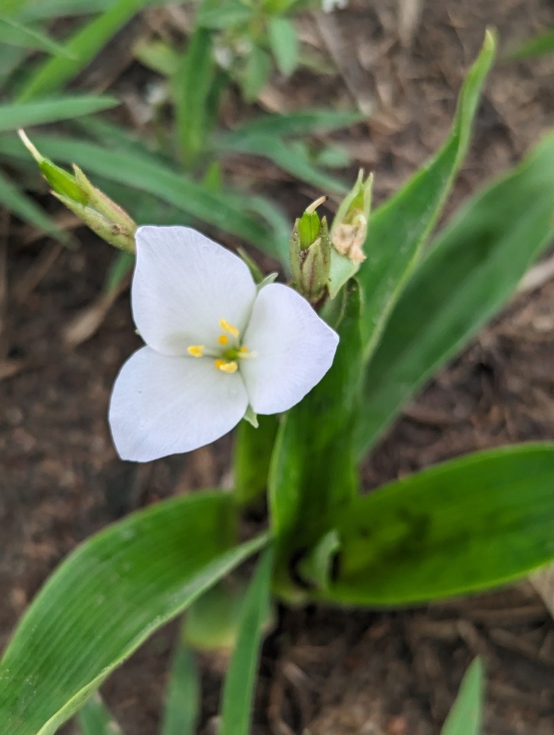 Murdannia sepalosa photo 5