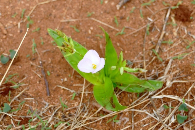 Murdannia sepalosa photo 7