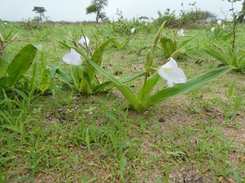 Murdannia sepalosa photo 8