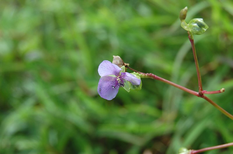 Murdannia simple