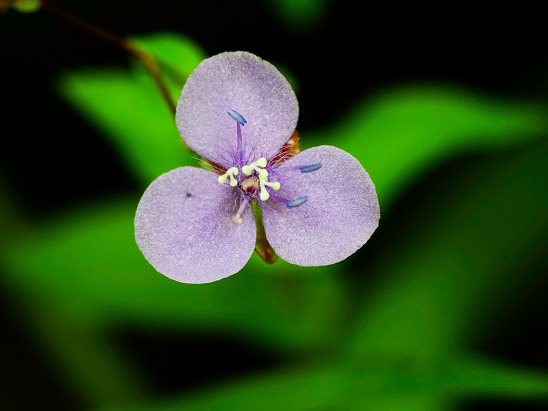 Asiatic Dewflower photo 5