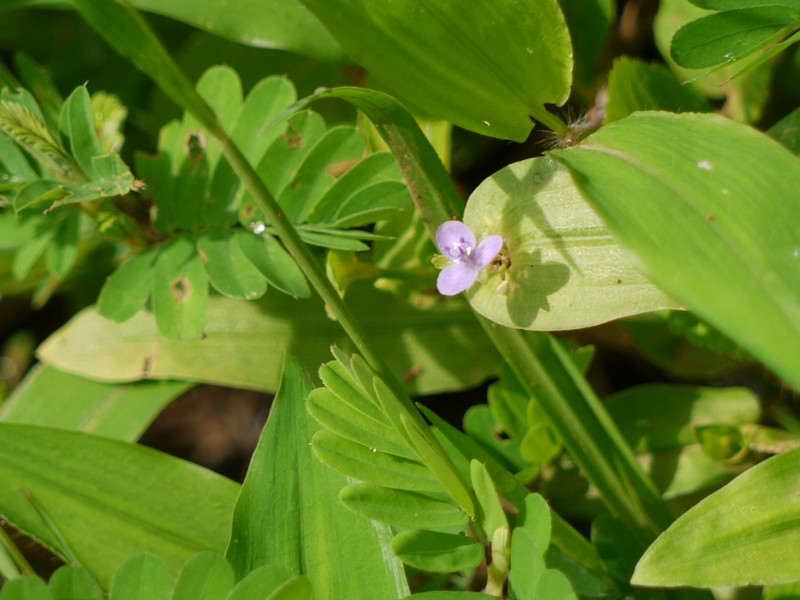 Asiatic Dewflower photo 2