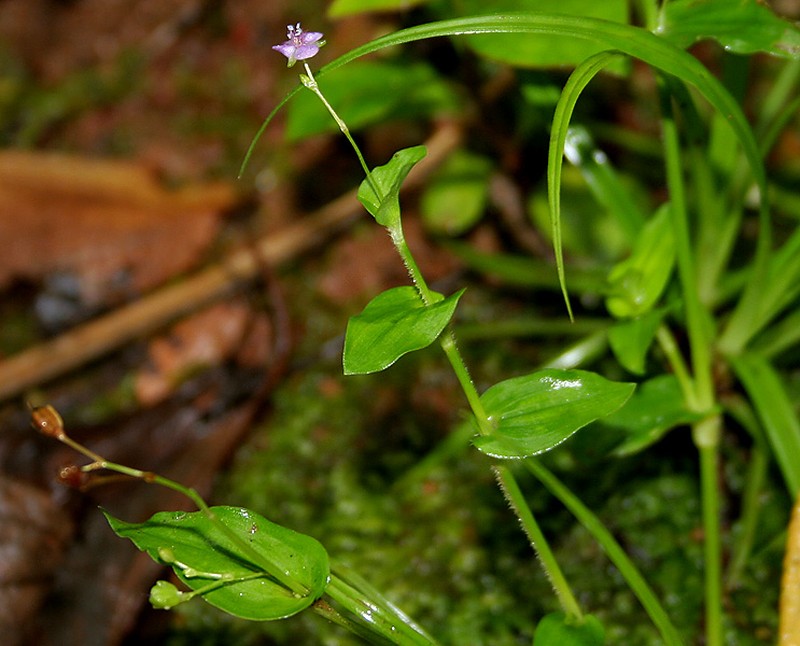Asiatic Dewflower
