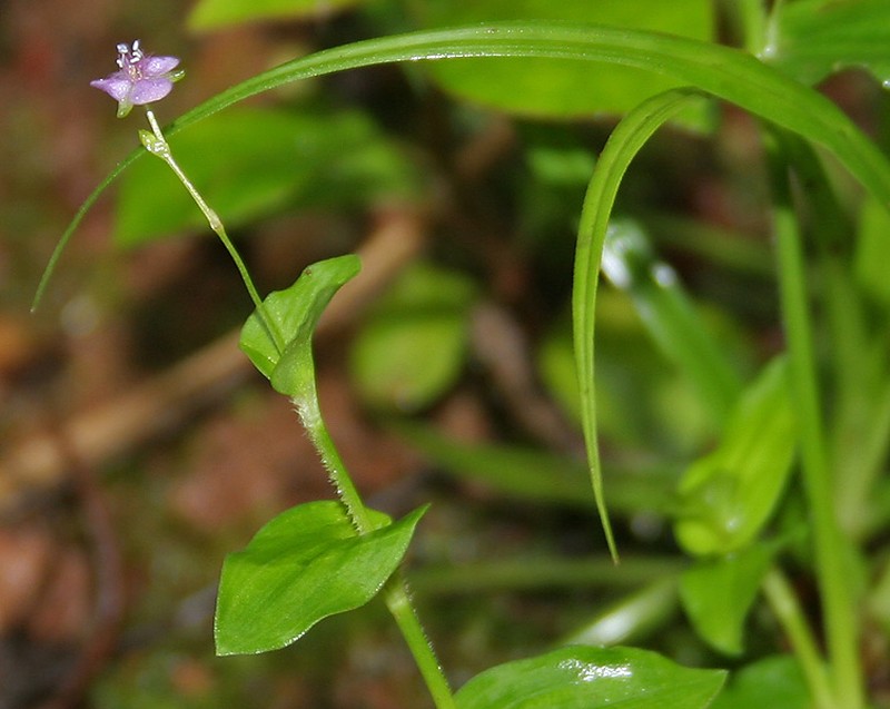 Asiatic Dewflower photo 3