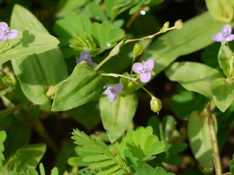 Asiatic Dewflower photo 6