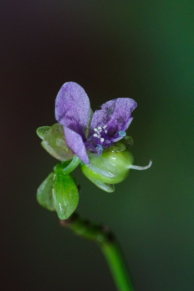 Asiatic Dewflower photo 7