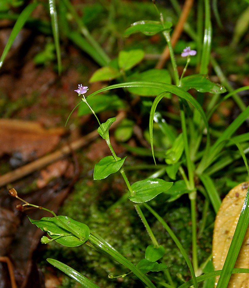 Asiatic Dewflower photo 4