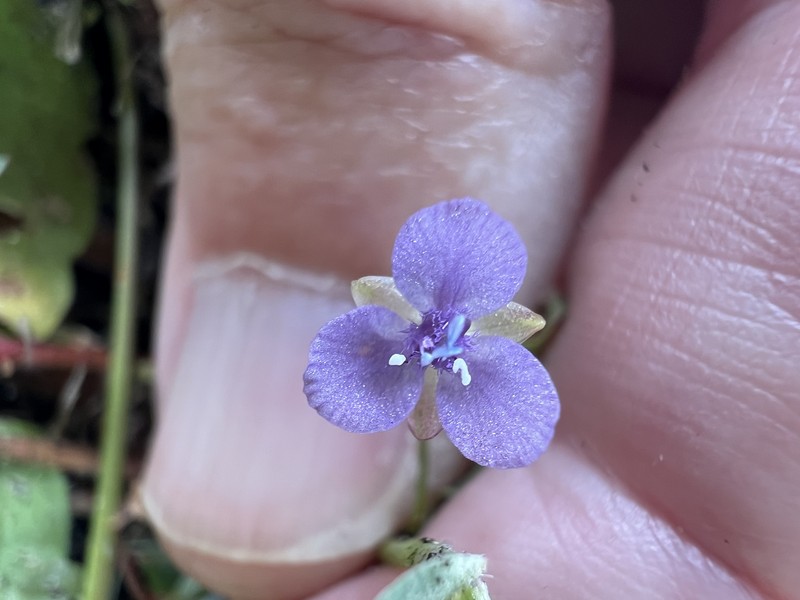 Murdannia spirata subsp. parviflora